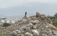 Frenan lotes Fauna; aves víctimas del ecocidio en Zapalinamé