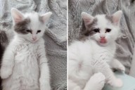Kitten Returned After Just 3 Hours—Reason Leaves Internet in Tears
