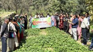 Strawberry Day Celebrated in Kinnaur to Promote Natural Farming, Crop Diversification