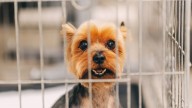 Soy adiestrador canino y te aconsejo no usar la jaula del perro de esta manera o se convertirá en 'una prisión emocional'