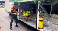 Pettyd, el perro de la Policía de Sibaté encontró una ‘sorpresa’ en un bus que entraba a Soacha