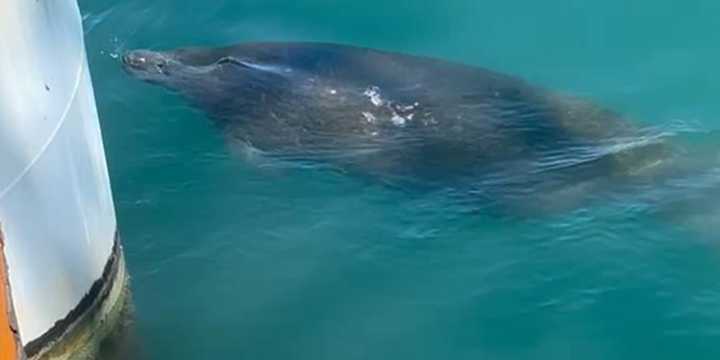 Rare West Indian Manatee sighting temporarily halts Texas construction project