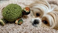 The Shiranian Is a Puppy-sized Pet With a Big Personality