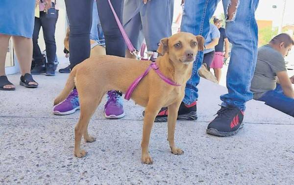Logran esterilizar a cuatro mil mascotas