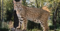 Pet bobcat escapes in northern Minnesota