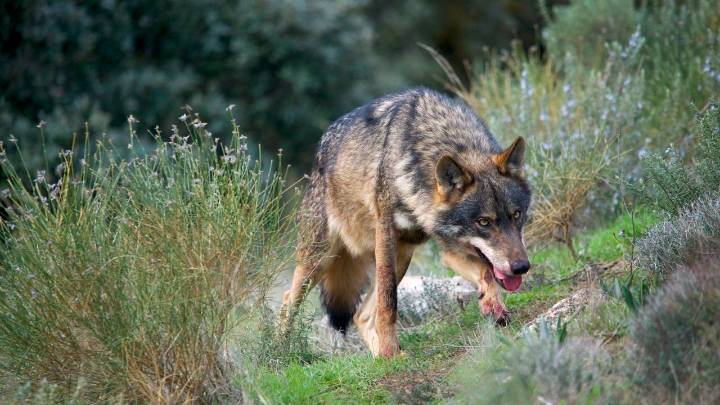El Fondo para la Protección del Lobo pide limitar su caza en zonas afectadas por incendios