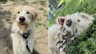 Nebraska Shelter Makes Plea For Dog Returned 4 Times Who 'Tricks People With His Good Looks'
