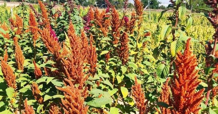 ITACyL lidera la innovación agroalimentaria en Europa con una guía de buenas prácticas