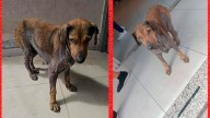 Buscan un hogar de tránsito para que una perra viejita pueda recibir el cuidado que merece