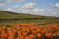 10 picture-perfect farms near NYC for pumpkin and apple picking