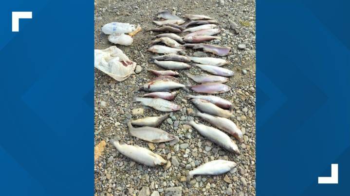 IDFG seeking information after finding 31 illegally dumped kokanee salmon in Hayden