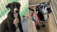 Texas Pup Dreams Of A Family While His Fur Turns Silver Behind Shelter Bars