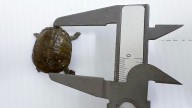 En México nació ejemplar de pequeña tortuga en peligro de extinción