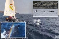 Scientists claim spate of orca attacks on European boats are the whales' way of playing: report