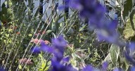 A look at the best times of day for watering, planting, pruning and other garden tasks |