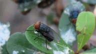 New Mexico officials prepare for possible New World Screwworm outbreak