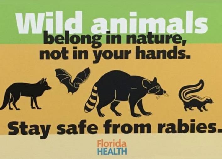 Rabies confirmed in 'wild animal population' of Broward