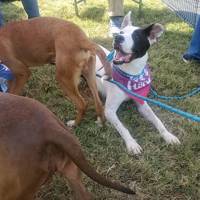 Wiffleball fun in Henderson supports Humane Society