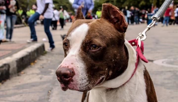 Idpyba abrió 10.000 cupos para esterilizaciones gratuitas durante octubre en Bogotá