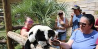 North Florida Wildlife Center celebrates its 5th anniversary with new lemur habitat and more