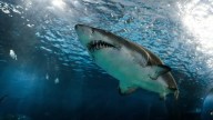 Surfista murió atacado por un tiburón en una playa de Sídney