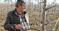 Antonio F. Martínez S.A., la empresa frutícola de Allen que no para de crecer y tiene exportadora propia