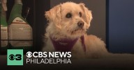 Your dog may not be able to read a clock, but it could still sense what time it is