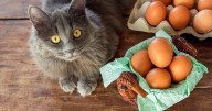 Innocent-looking photo of cat causes major confusion over one detail