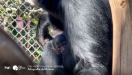 Cría de siamang nace en Bioparque Buinzoo: especie en peligro de extinción