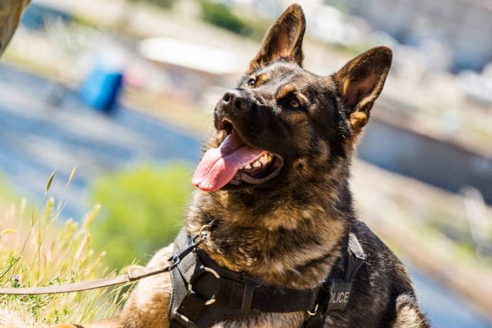 Kelowna man sentenced to time served for assault with a weapon, maiming police dog