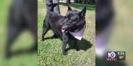 ‘Tears of pure joy’: One of Fuzzy Friends Animal Rescue’s longest residents finally gets a ‘fur