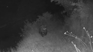 El oso "Goloso", de paseo por las Cuencas y con la miel en los labios: una cámara graba a un plantígrado merodeando por los panales y a cien metros de las casas de este pueblo