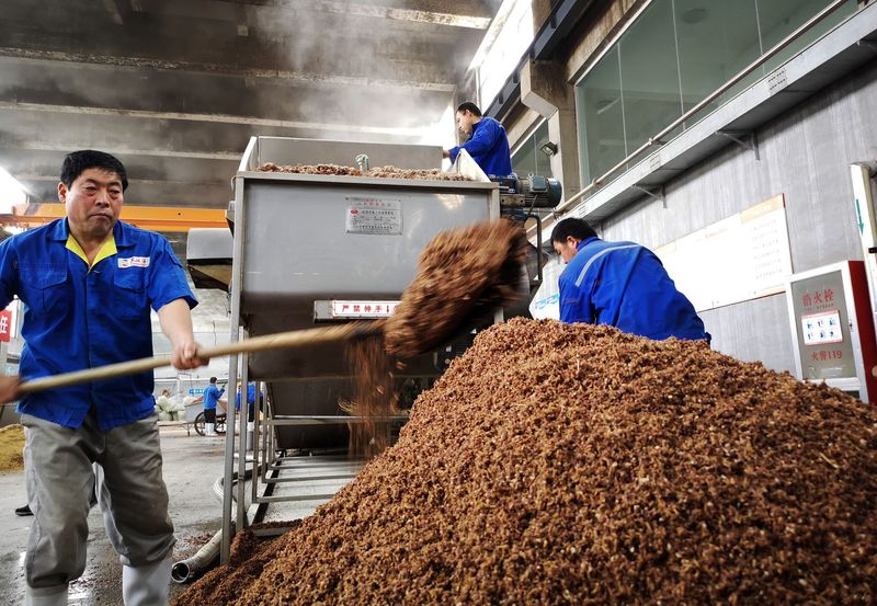 China clears imports of Brazil sorghum, first cargo likely in 2025, says official