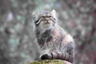 Rewilding Through a Child’s Eyes