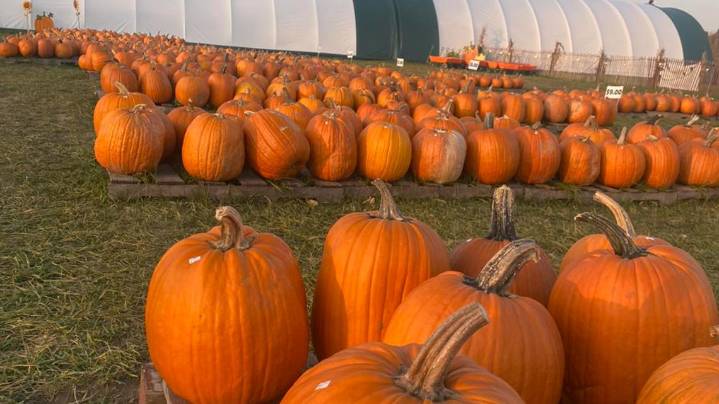 LIST: Best pumpkin patches to visit near Cleveland this fall