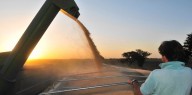 "Récord absoluto": calculan que la cosecha argentina superará las 140 millones de toneladas e ingresarán más de US$ 32.000 millones en 2026