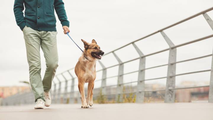 Paseas a tu perro cada día pero quizá ignoras esto