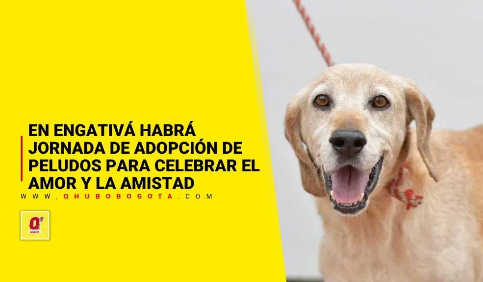 En Engativá habrá jornada de adopción de peludos para celebrar el Amor y la Amistad