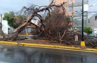 Saldo de tres árboles caídos en la capital, tras precipitaciones