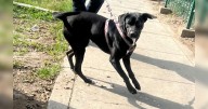 Negrita, la perrita que fue abandonada, atropellada y ahora busca una familia responsable