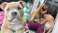 Tennessee Family’s “Perfect” Bully Dog Reveals A Painful Secret After Two Happy Years