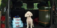 Pet parents are spending thousands to plan their dog’s perfect vacation through Bark Air
