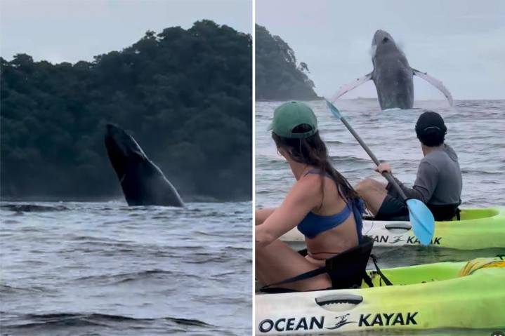 Humpback whale breach spectacle in Costa Rica captured on camera by kayakers