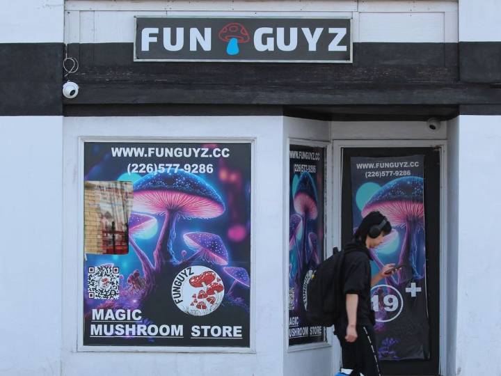 Judge to deliver 'magic mushrooms' ruling without accused in court