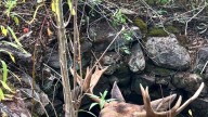 Maine wardens rescue moose trapped for hours in abandoned well