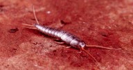 UK households told of silverfish 'invasion' as expert shares how to banish insect
