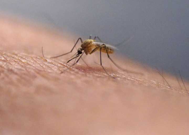 EEE detected in mosquitos in three Vermont counties 