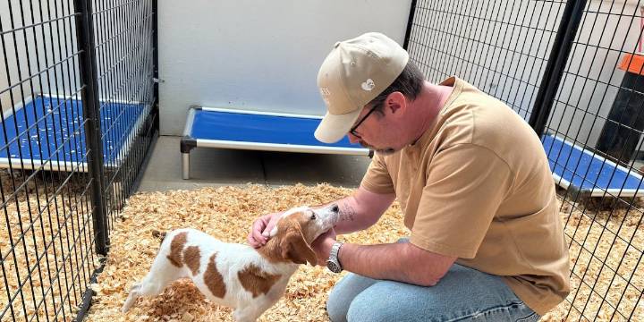 Rescue coalition prepared to step in at Dane County dog breeder