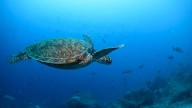 Nations ratify the world's first treaty to protect international waters