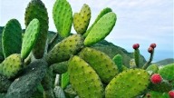 No vas a creerlo: la impensada planta con la que se fabrica un producto que usan muchas mujeres en el mundo